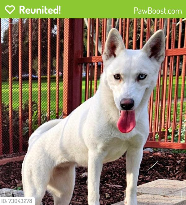 Reunited Female Dog last seen Escaped from home near Walnut/Oaks, just east of Chino High, just east of Benson/Walnut., Chino, CA 91710
