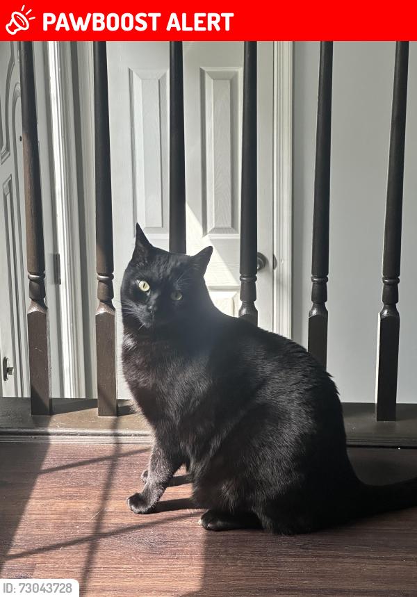 Lost Male Cat last seen Ascot Cir/Loriella Park Dr, Surry Woods, Spotsylvania County, VA 22407