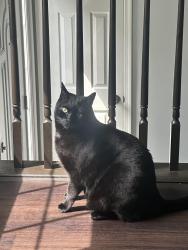 Lost Male Cat last seen Ascot Cir/Loriella Park Dr, Surry Woods, Spotsylvania County, VA 22407