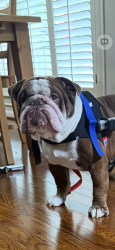 Lost Male Dog last seen Keller springs rd , meadowstone ct, josey ln , Carrollton, TX 75006