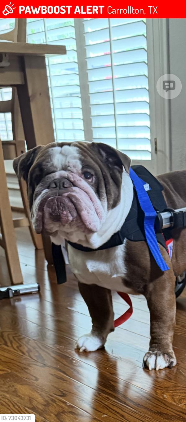 Lost Male Dog last seen Keller springs rd , meadowstone ct, josey ln , Carrollton, TX 75006