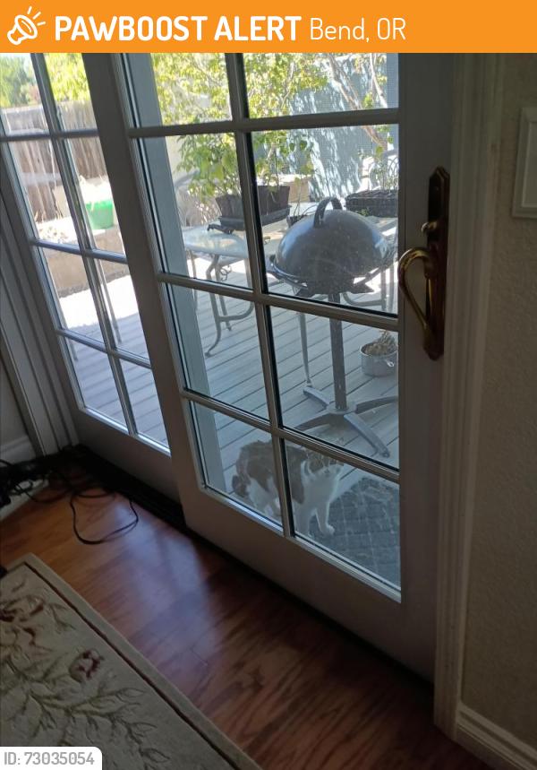 Found/Stray Unknown Cat last seen 27th Street and Anne Lane, Bend, OR, Bend, OR 97702