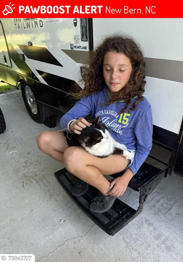 Lost Male Cat last seen Eastfront st new Bern nc, New Bern, NC 28560