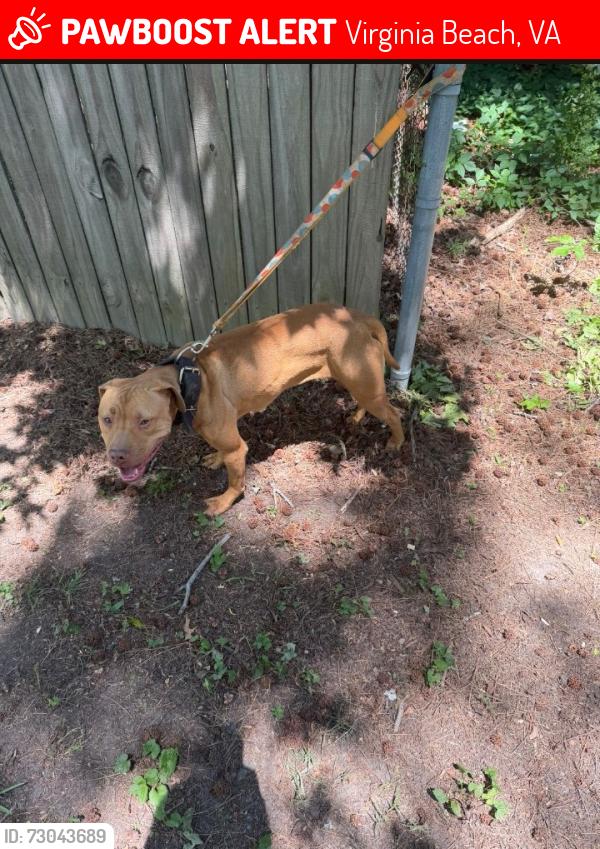 Lost Female Dog last seen Rosemont & Holland rd, Virginia Beach, VA 23452