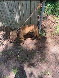 Lost Female Dog last seen Rosemont & Holland rd, Virginia Beach, VA 23452