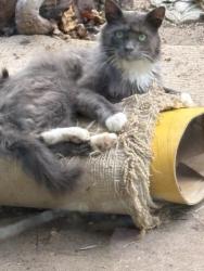Found/Stray Male Cat last seen Landon Rd and Upper Brush Creek Rd, Fairview, NC 28730