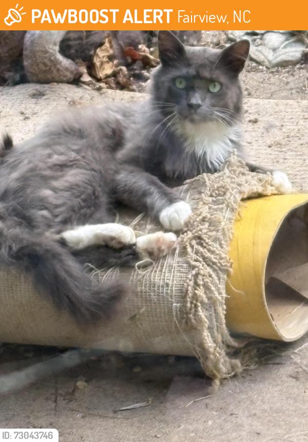 Found/Stray Male Cat last seen Landon Rd and Upper Brush Creek Rd, Fairview, NC 28730