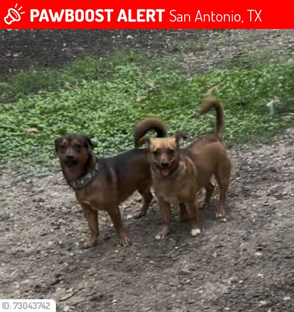 Lost Male Dog last seen Huebner Road and Summer Knoll, San Antonio, TX 78258