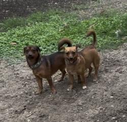Lost Male Dog last seen Huebner Road and Summer Knoll, San Antonio, TX 78258