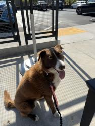 Reunited Female Dog last seen Sunset lane elementary, Fullerton, CA 92833