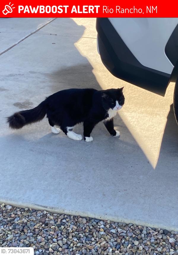 Lost Male Cat last seen Covered Wagon Rd NE, Rio Rancho, NM, Rio Rancho, NM 87144