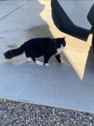 Lost Male Cat last seen Covered Wagon Rd NE, Rio Rancho, NM, Rio Rancho, NM 87144