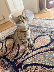 Reunited Male Cat last seen Smedley park , Cheetham Hill, England M8 8XG