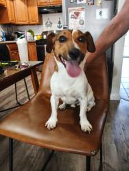 Found/Stray Male Dog last seen Yorktown/Beach Blvd, Huntington Beach, CA 92648