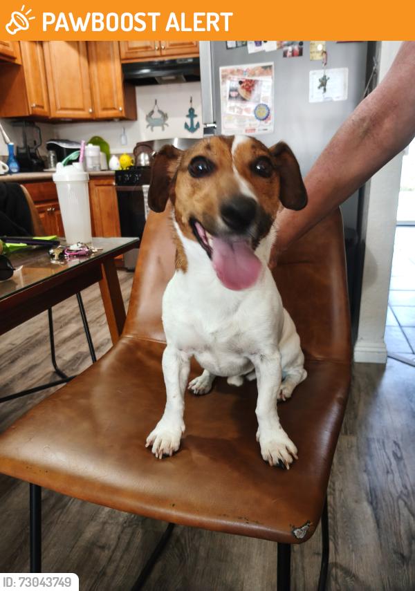 Found/Stray Male Dog last seen Yorktown/Beach Blvd, Huntington Beach, CA 92648