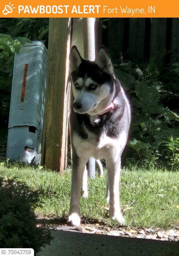 Found/Stray Unknown Dog last seen Poplar Ridge apmts, Fort Wayne, IN 46804