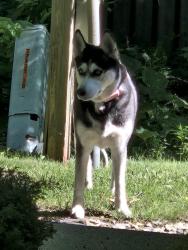 Found/Stray Unknown Dog last seen Poplar Ridge apmts, Fort Wayne, IN 46804