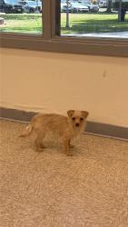 Found/Stray Unknown Dog last seen Bellfower and rosecrans , Bellflower, CA 90706