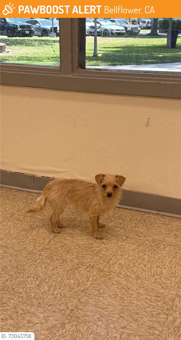 Found/Stray Unknown Dog last seen Bellfower and rosecrans , Bellflower, CA 90706