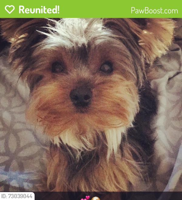 Reunited Female Dog last seen Rives Avenue & Stewart and Gray, Downey, CA 90242