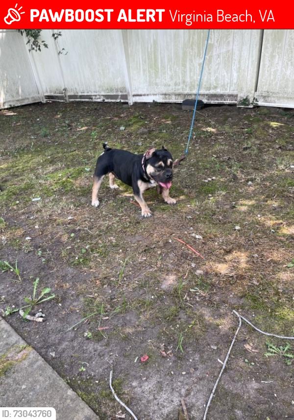 Lost Male Dog last seen Holland and Rosemont rd, Virginia Beach, VA 23452
