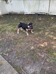 Lost Male Dog last seen Holland and Rosemont rd, Virginia Beach, VA 23452