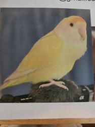 Lost Female Bird last seen Se 92nd and Harold st, Portland, OR 97266