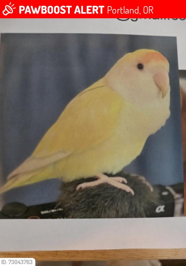Lost Female Bird last seen Se 92nd and Harold st, Portland, OR 97266