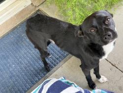 Found/Stray Male Dog last seen Madison and Indio Blvd, Indio, CA 92201
