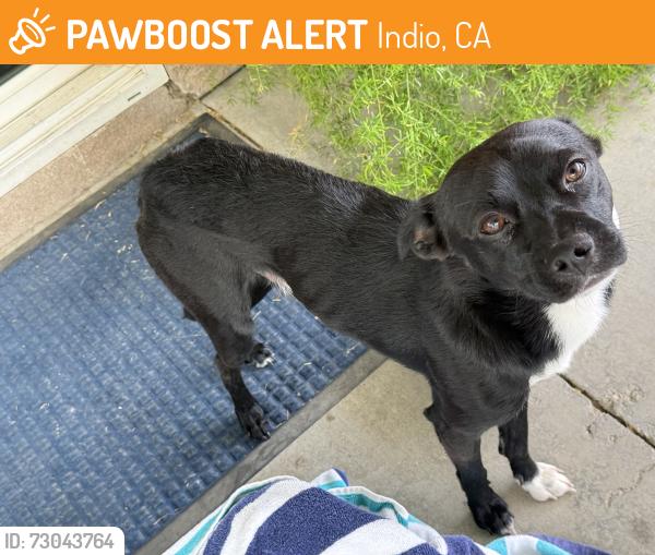Found/Stray Male Dog last seen Madison and Indio Blvd, Indio, CA 92201