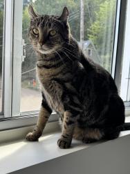 Lost Female Cat last seen By Church Brew Works, Pittsburgh, PA 15224