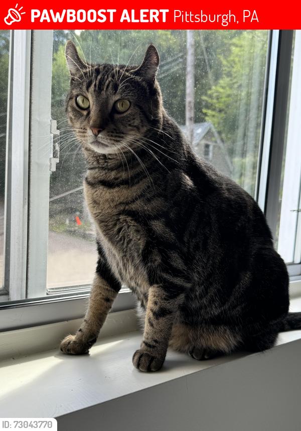 Lost Female Cat last seen By Church Brew Works, Pittsburgh, PA 15224