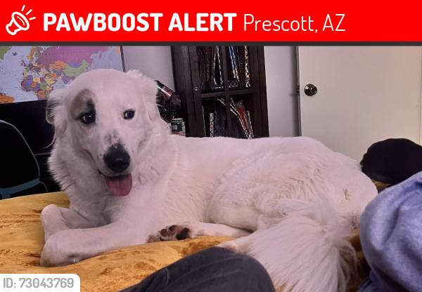 Lost Female Dog last seen Near Linley, Prescott, AZ 86303