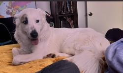 Lost Female Dog last seen Near Linley, Prescott, AZ 86303