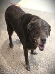 Shelter Stray Male Dog last seen , 3201 Lacy St, Los Angeles, CA 90031, USA