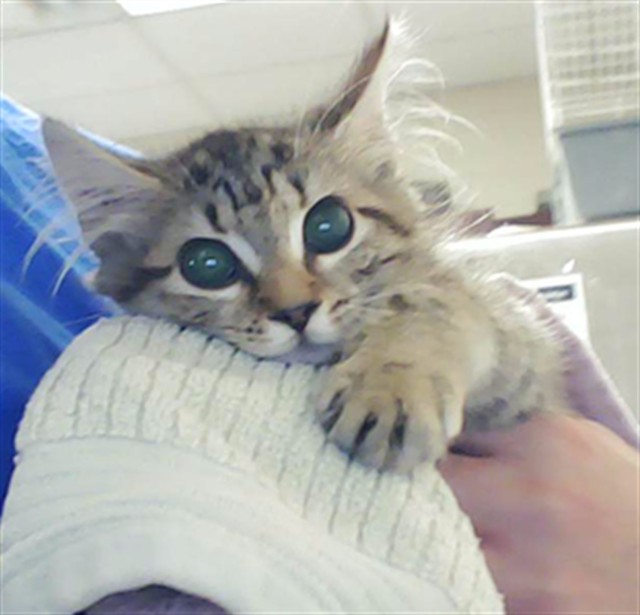 Shelter Stray Female Cat last seen Near BLOCK WITHERS DR, FAYETTEVILLE NC 28304, 4704 Corporation Dr, Fayetteville, NC 28306, USA