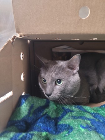 Shelter Stray Male Cat last seen , 3201 Lacy St, Los Angeles, CA 90031, USA