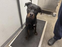 Shelter Stray Male Dog last seen , 1850 W 60th St, Los Angeles, CA 90047, USA