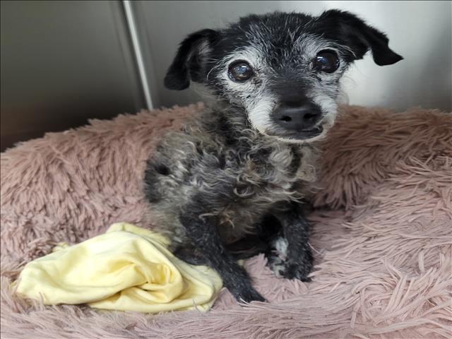 Shelter Stray Female Dog last seen , 11361 W Pico Blvd, Los Angeles, CA 90064, USA