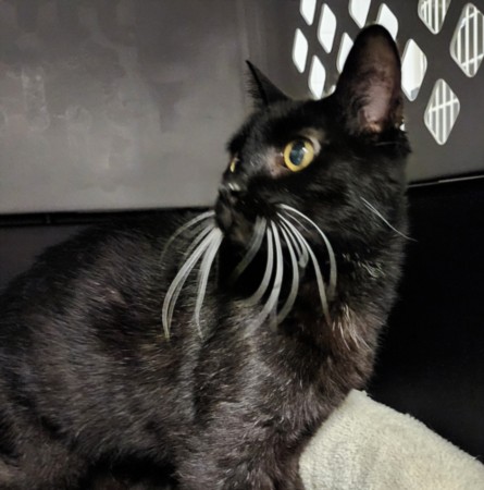 Shelter Stray Female Cat last seen , 11361 W Pico Blvd, Los Angeles, CA 90064, USA