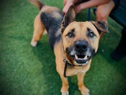 Shelter Stray Male Dog last seen , 2769 Conroy Rd, Orlando, FL 32839, USA