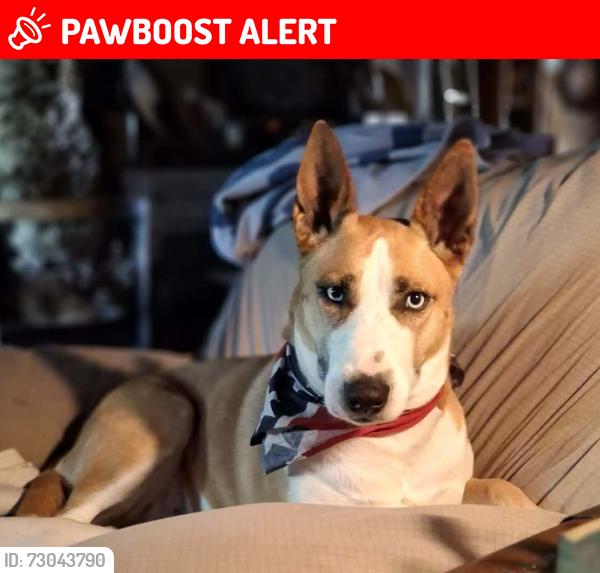 Lost Female Dog last seen Iron horse, North Richland Hills, TX 76180