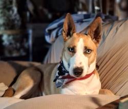 Lost Female Dog last seen Iron horse, North Richland Hills, TX 76180