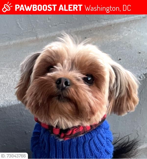 Lost Female Dog last seen Southern avenue , Washington, DC 20032