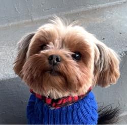 Lost Female Dog last seen Southern avenue , Washington, DC 20032
