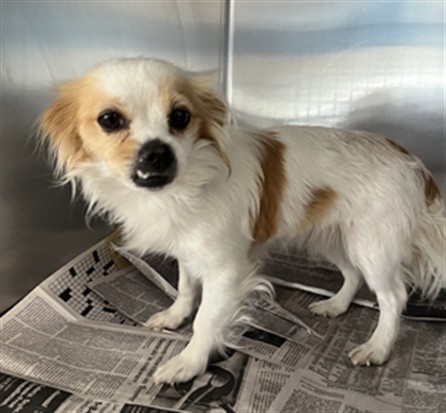 Shelter Stray Female Dog last seen , 957 N Gaffey St, San Pedro, CA 90731, USA