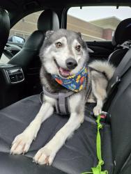 Lost Male Dog last seen 103rd ave e and 187th st e, Puyallup, WA 98374