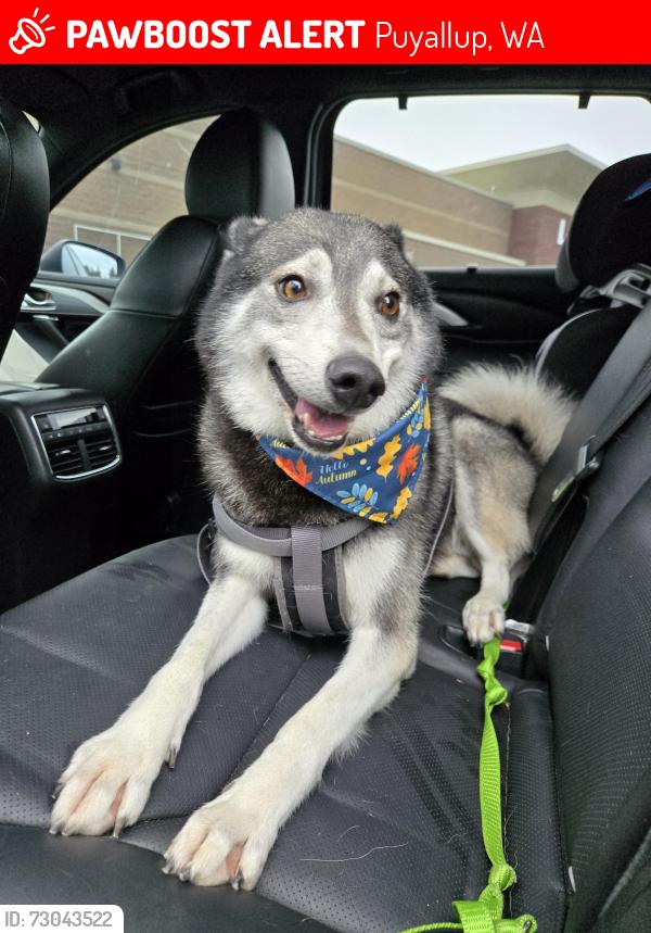 Lost Male Dog last seen 103rd ave e and 187th st e, Puyallup, WA 98374