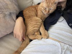 Lost Male Cat last seen Geldert Drive, Tiburon, CA 94920