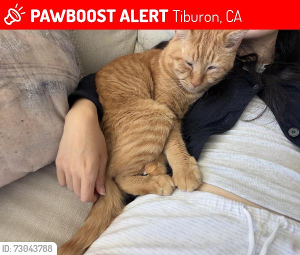 Lost Male Cat last seen Geldert Drive, Tiburon, CA 94920